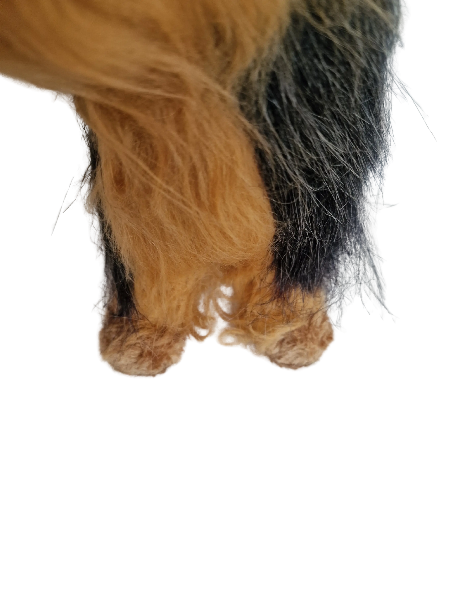 Hündli Yorkshire Terrier – dein süßer Begleiter