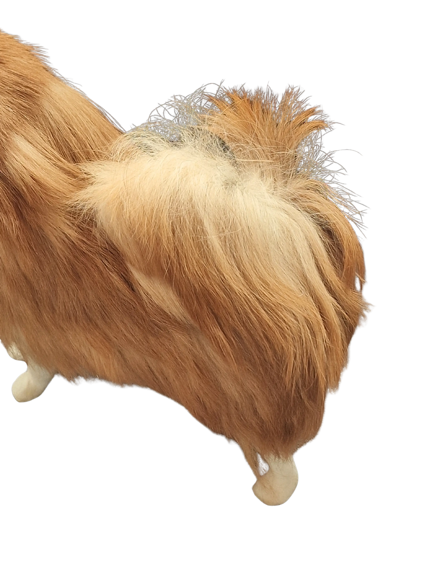 Pomeranian Miniatur - wartet auf dich