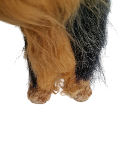 Hündli Yorkshire Terrier – dein süßer Begleiter