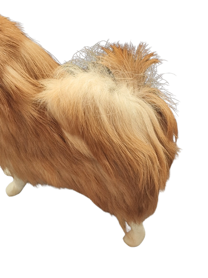 Pomeranian Miniatur - wartet auf dich