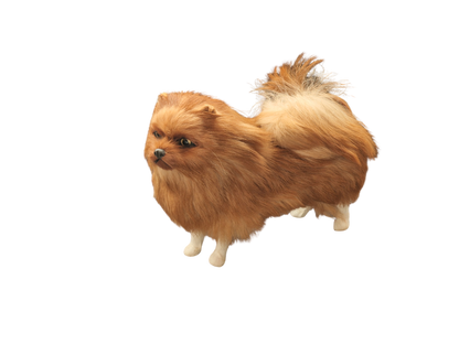 Pomeranian Miniatur - wartet auf dich