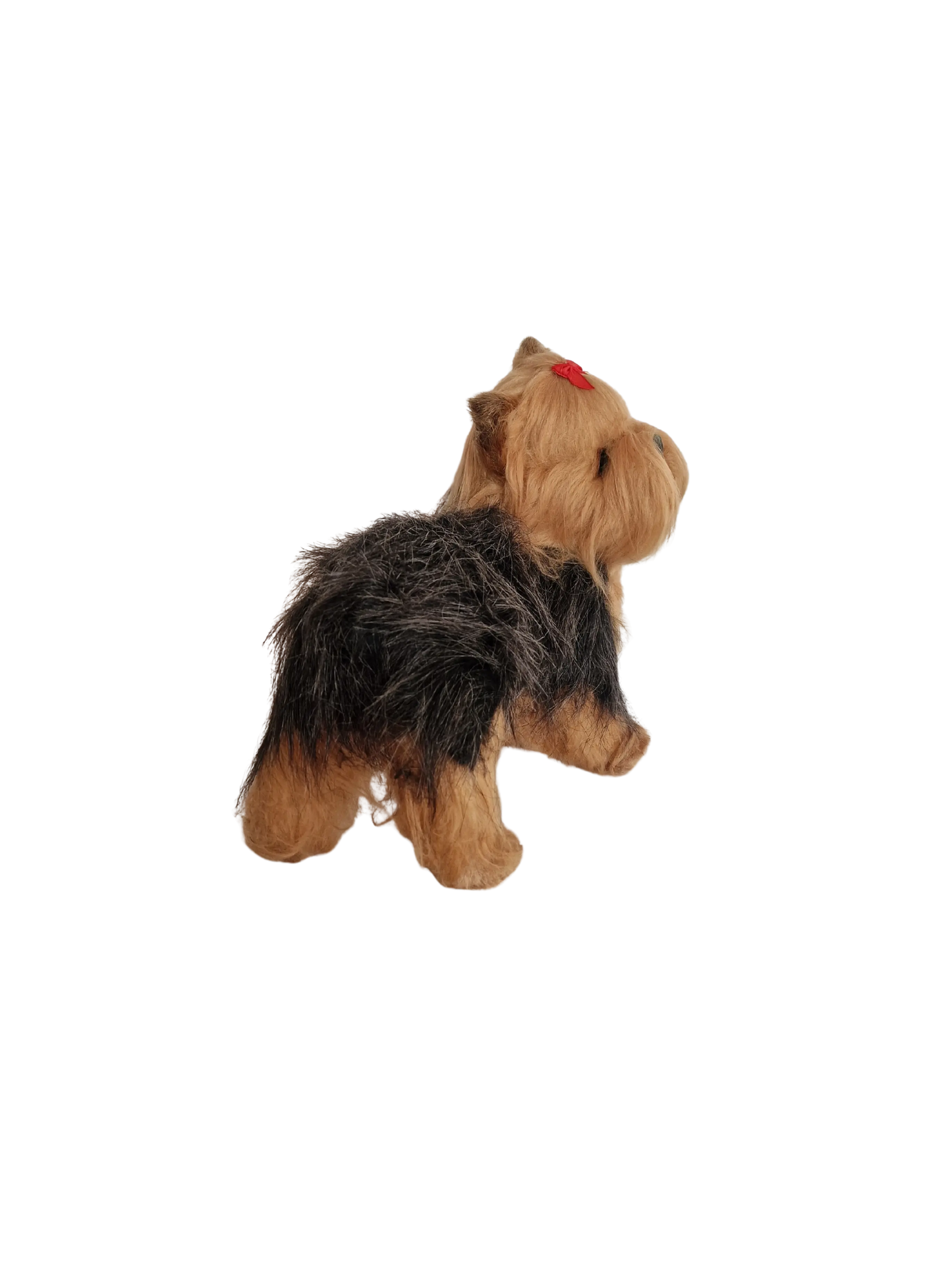 Hündli Yorkshire Terrier – dein süßer Begleiter