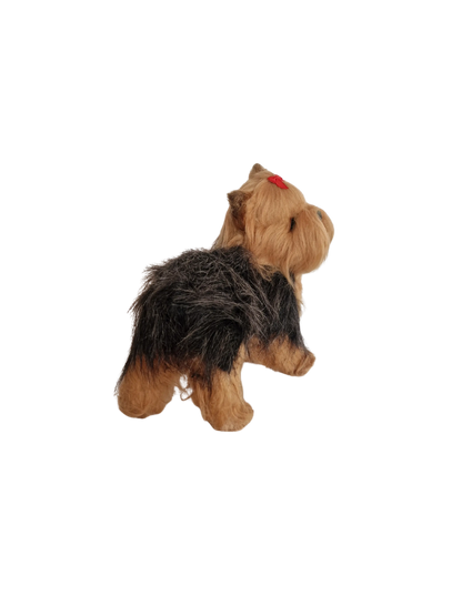 Hündli Yorkshire Terrier – dein süßer Begleiter