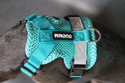 Hundegeschirr mit passender Leine – verstellbar & bequem