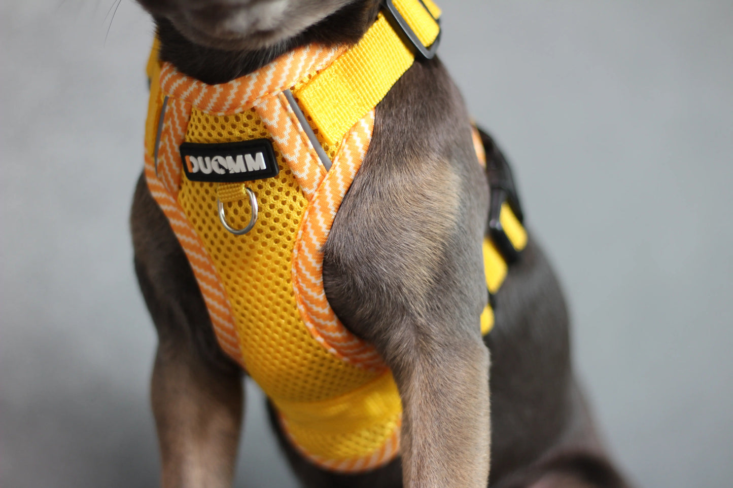 Hundegeschirr mit passender Leine – verstellbar & bequem