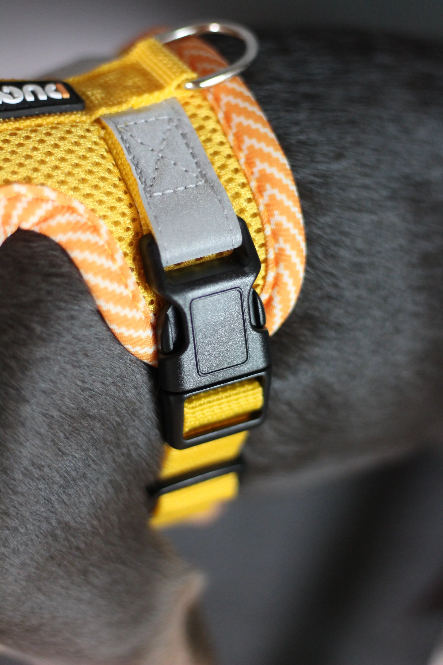 Hundegeschirr mit passender Leine – verstellbar & bequem