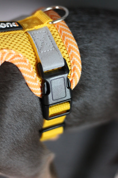 Hundegeschirr mit passender Leine – verstellbar & bequem