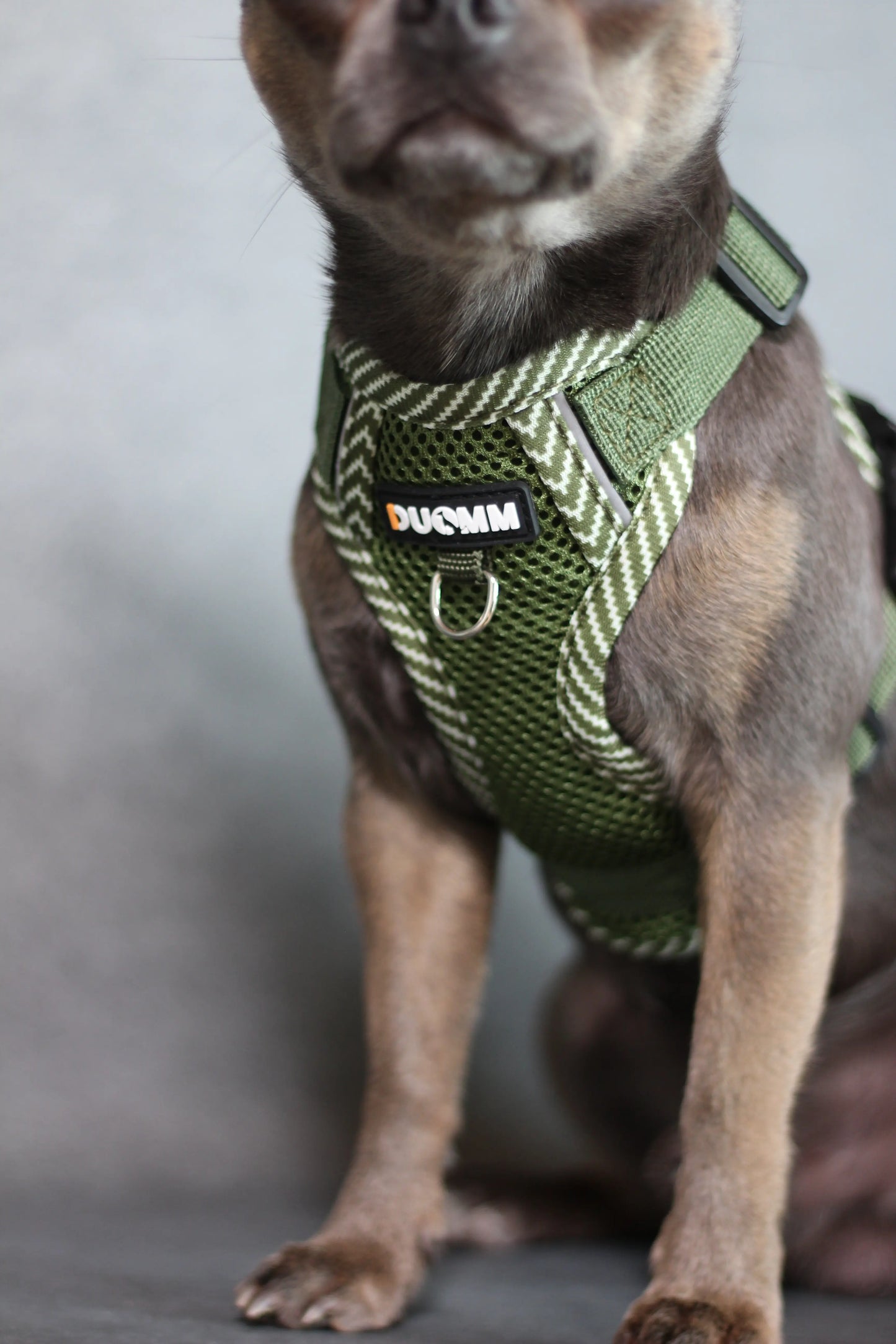 Hundegeschirr mit passender Leine – verstellbar & bequem