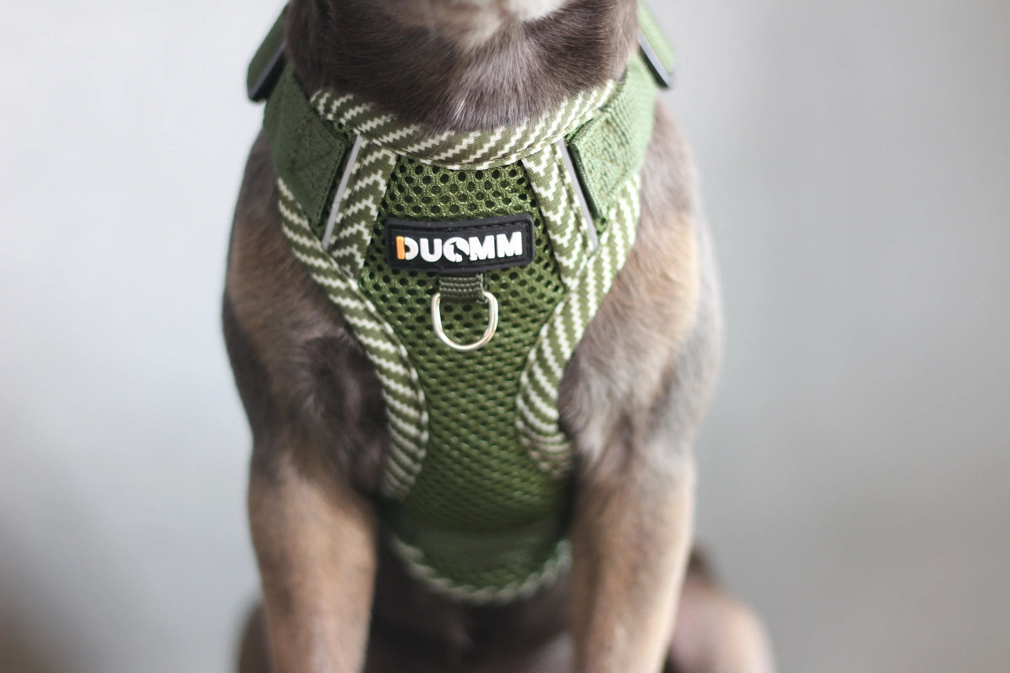 Hundegeschirr mit passender Leine – verstellbar & bequem