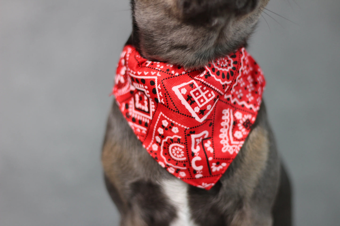 Halsband mit Halstuch für Hunde – verstellbar