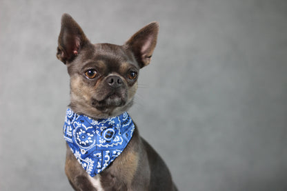 Halsband mit Halstuch für Hunde – verstellbar