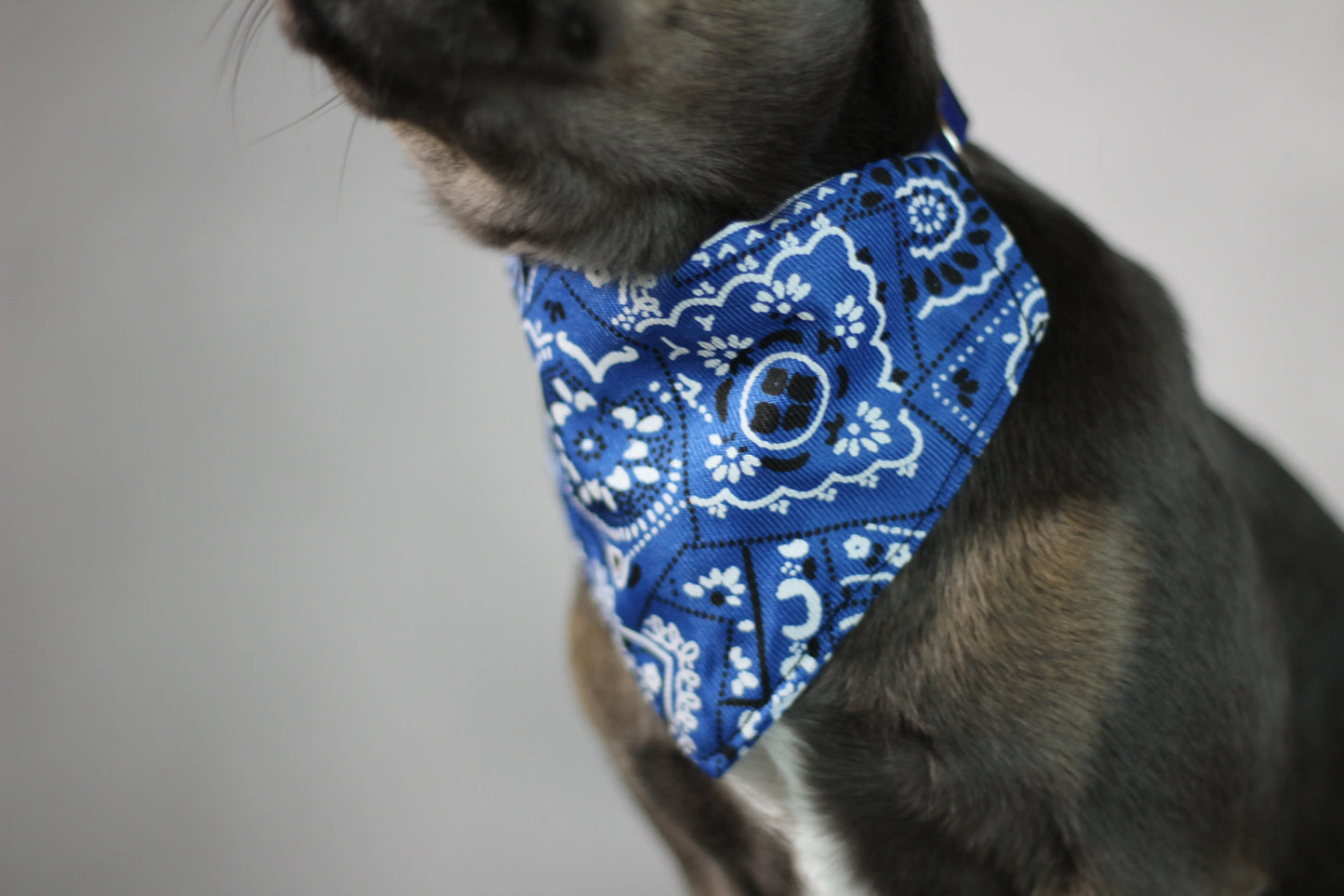 Halsband mit Halstuch für Hunde – verstellbar