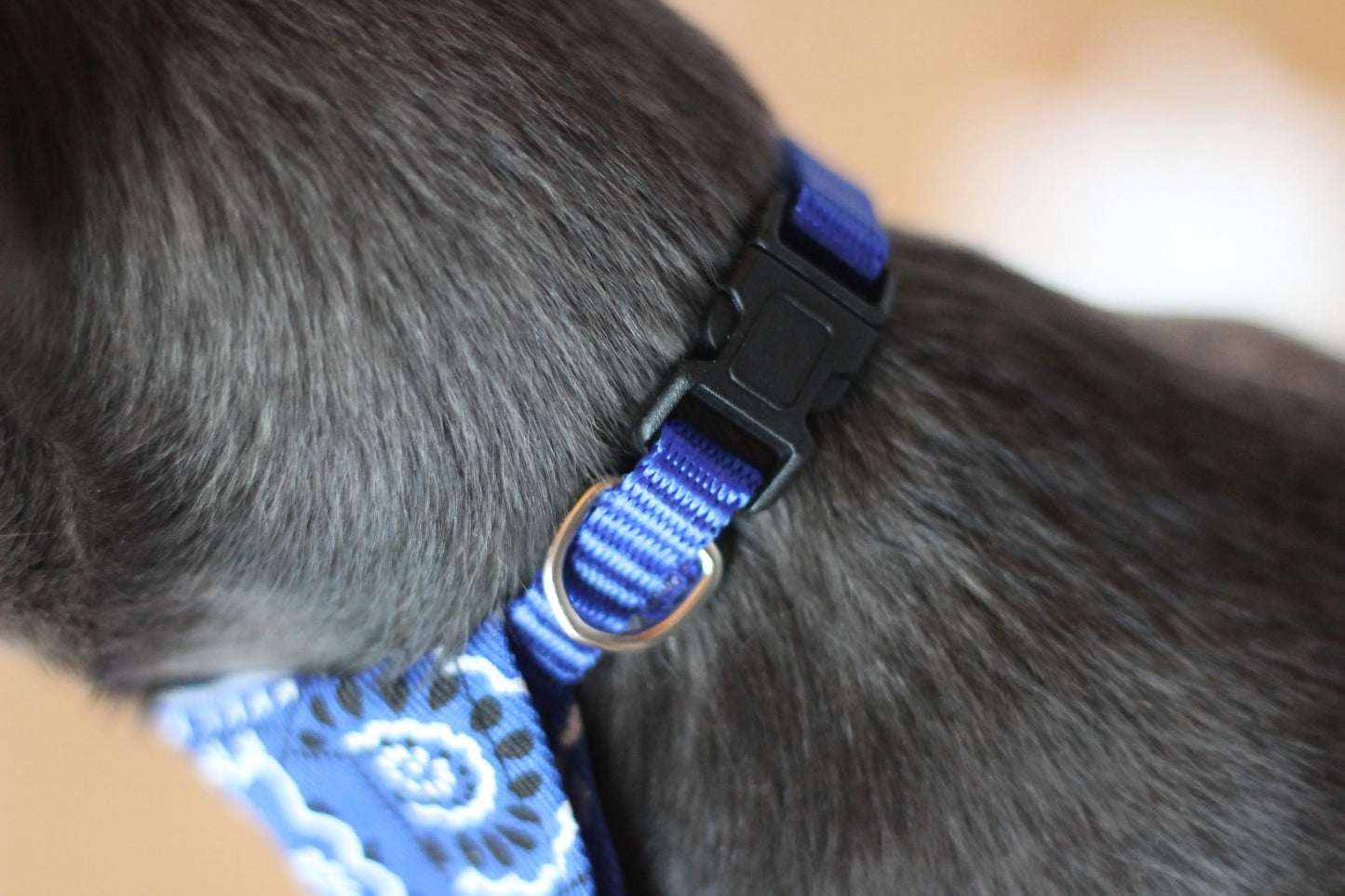 Halsband mit Halstuch für Hunde – verstellbar