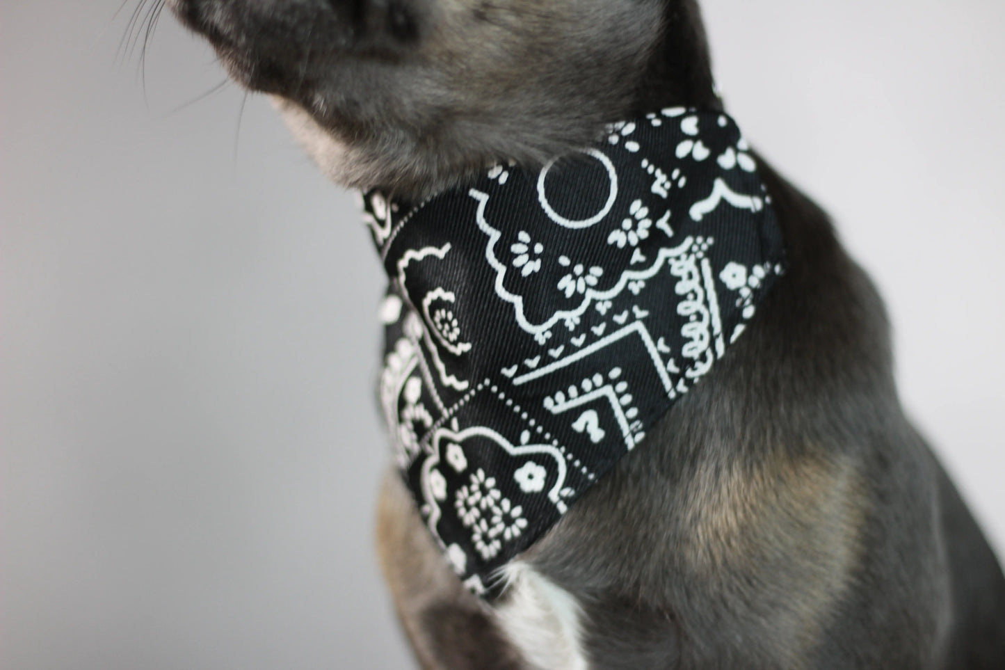 Halsband mit Halstuch für Hunde – verstellbar