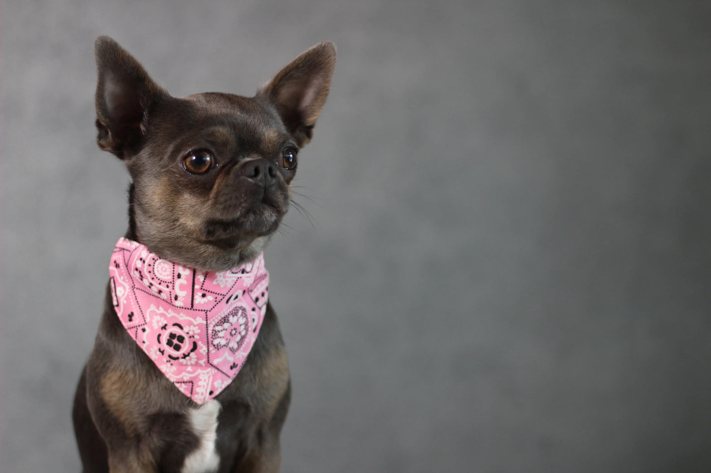 Halsband mit Halstuch für Hunde – verstellbar