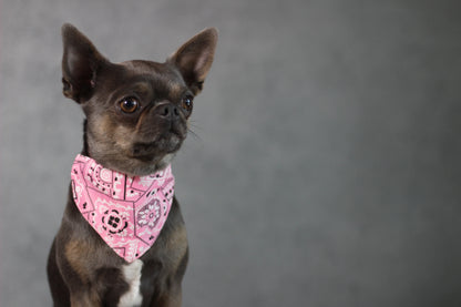 Halsband mit Halstuch für Hunde – verstellbar