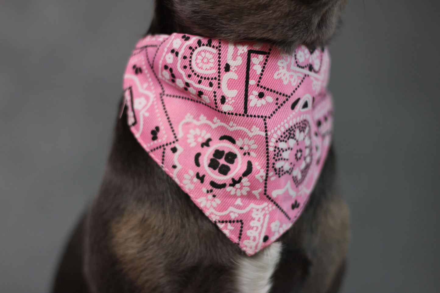 Halsband mit Halstuch für Hunde – verstellbar