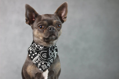 Halsband mit Halstuch für Hunde – verstellbar