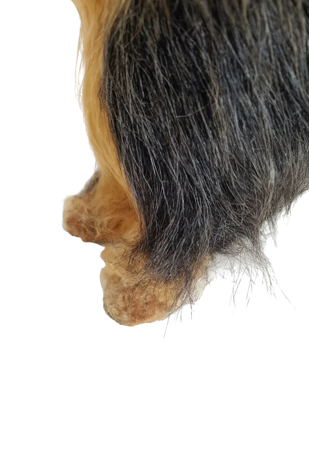 Hündli Yorkshire Terrier – dein süßer Begleiter