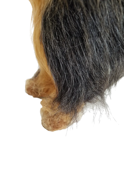 Hündli Yorkshire Terrier – dein süßer Begleiter