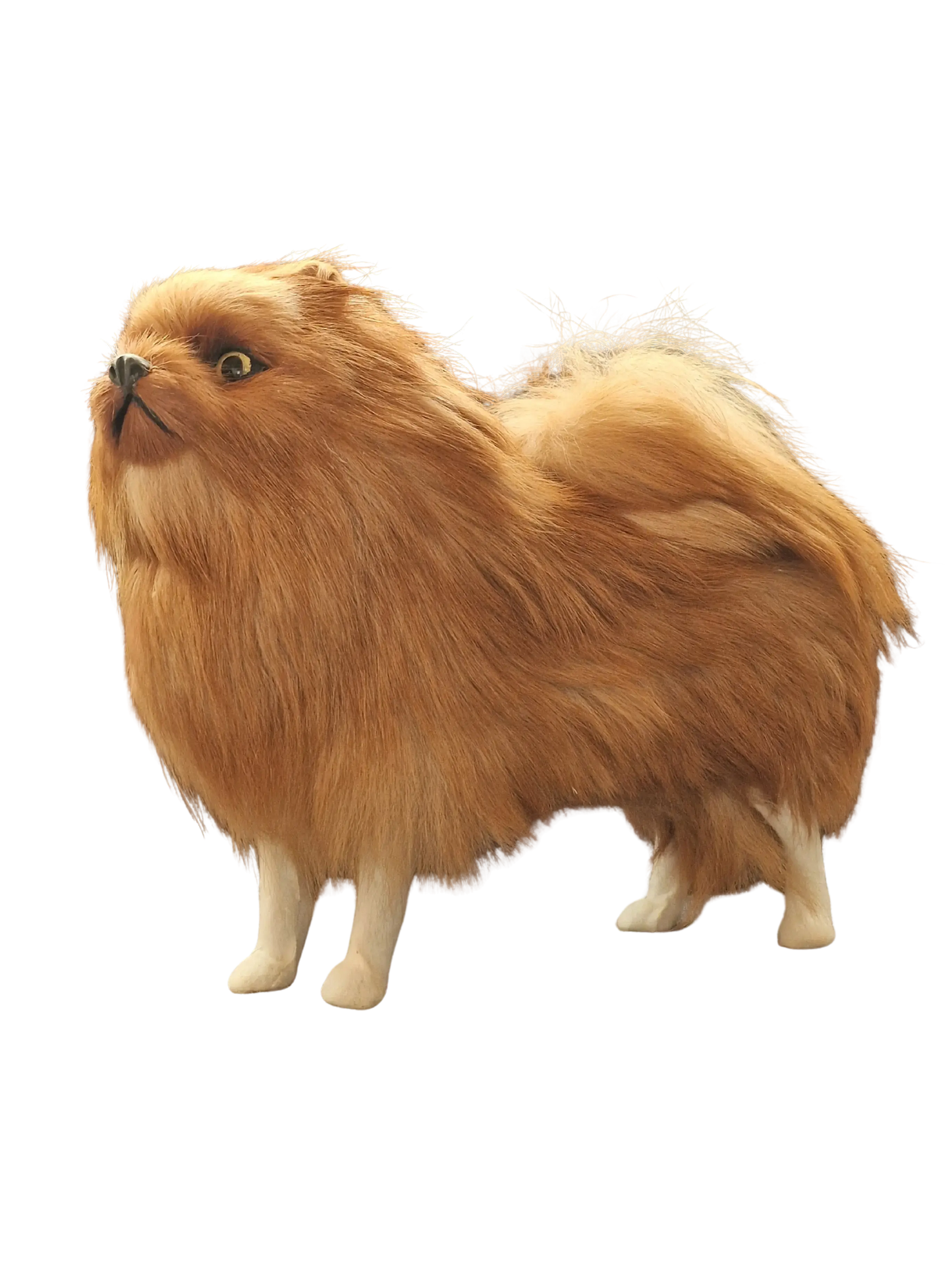 Pomeranian Miniatur - wartet auf dich