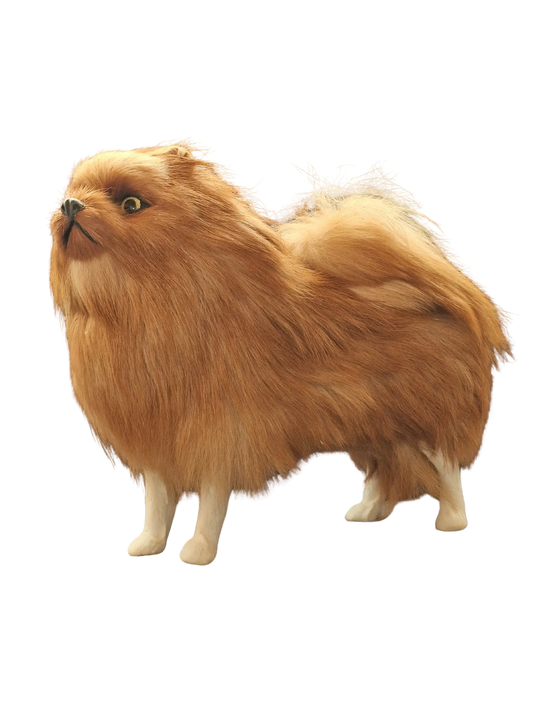 Pomeranian Miniatur - wartet auf dich